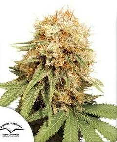 fotop. WHITE WIDOW (3 semillas)