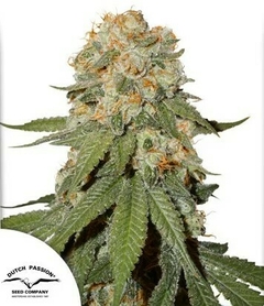 fotop. ORANGE BUD (3 semillas)