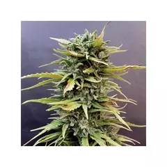 fotop. SKUNK #11 (3 semillas) en internet