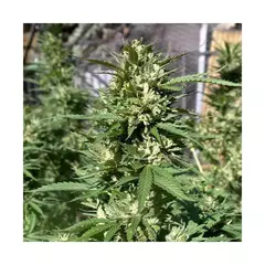 fotop. SKUNK #11 (3 semillas) - comprar online