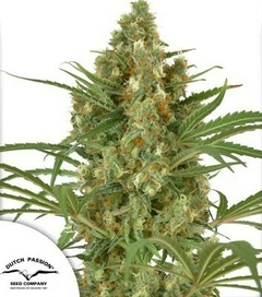 fotop. SNOW BUD (3 semillas)