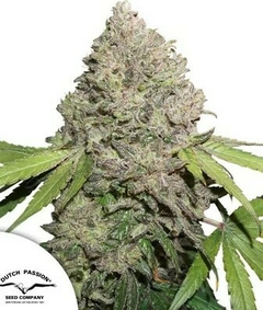 fotop. CHARLOTTE`S ANGEL CBD (3 semillas)