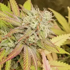 x10 CRITICAL ORANGE PUNCH FOTO FEM (10 semillas) en internet