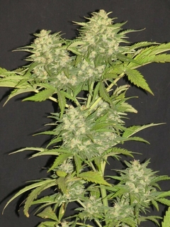 Fotop. CRITICAL SUPER SILVER HAZE (5 semillas) - comprar online