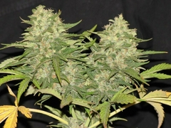 Fotop. CRITICAL SUPER SILVER HAZE (5 semillas)