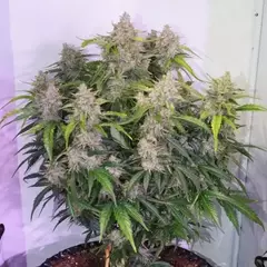 x7 SKYWALKER HAZE AUTO (7 semillas) - comprar online