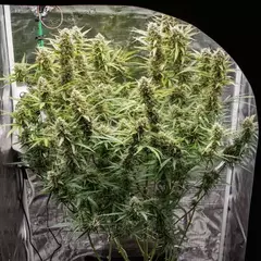 x7 SKYWALKER HAZE AUTO (7 semillas) en internet