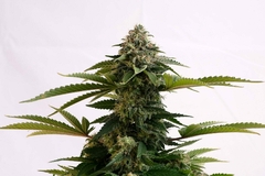 AUTO. AMNESIA DREAM XL (5 semillas) - comprar online