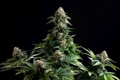 AUTO. AMNESIA DREAM XL (5 semillas)