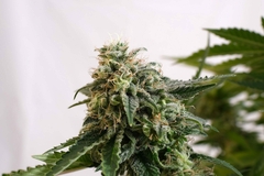 AUTO. AMNESIA DREAM XL (5 semillas) en internet