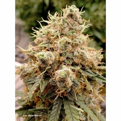 AUTO WHITE WIDOW (3 semillas) en internet