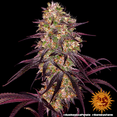 Fotop. AYAHUASCA PURPLE (3 semillas) - comprar online