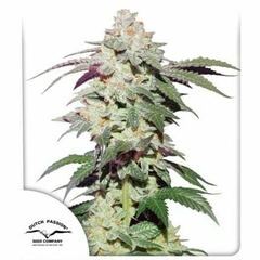 x10 SKYWALKER HAZE FOTO FEM (10 semillas)