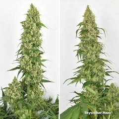 x10 SKYWALKER HAZE FOTO FEM (10 semillas) en internet