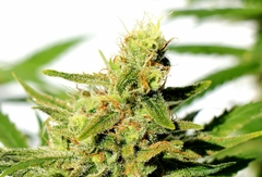 Fotop. BCN DIESEL CBD (5 semillas) en internet