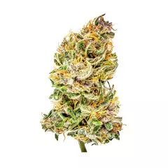 X3 BUBBLE KUSH AUTO (3 semillas) - comprar online