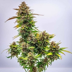 X3 BUBBLE KUSH AUTO (3 semillas) en internet