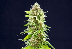 FOTOP. COOKIES HAZE (5 semillas) - comprar online