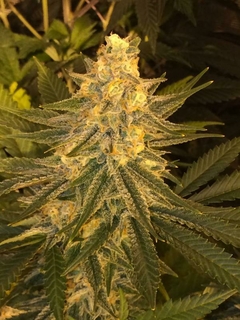 Fotop. CRITICAL SENSI STAR (5 semillas)