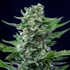 AUTO ROYAL CRITICAL (3 semillas) - comprar online