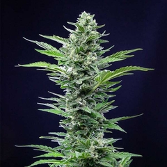 AUTO ROYAL CRITICAL (3 semillas)