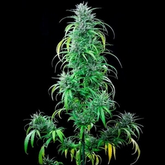 fotop. CRITICAL KUSH (3 semillas) - comprar online