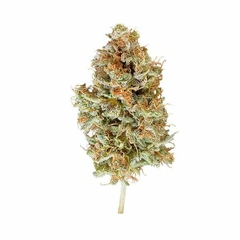 AUTO EASY BUD (3 semillas) - comprar online