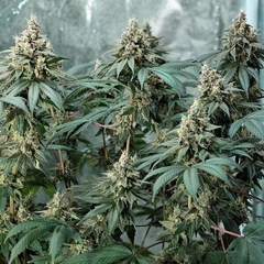 X3 FAT BANANA FOTO FEM (3 semillas)