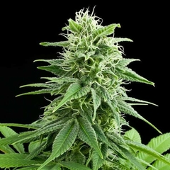 X3 FRUIT SPIRIT FOTO FEM (3 semillas)