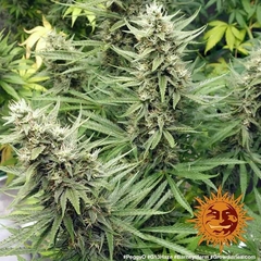 Fotop. G13 HAZE (3 semillas) - comprar online