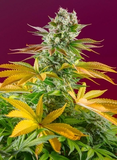 fotop. GORILLA GIRL F1 - FLORACION RAPIDA (4 semillas)