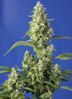 AUTO. GORILLA GIRL XL (4 semillas)