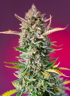 fotop. GORILLA SHERBET F1 - FLORACION RAPIDA (4 semillas)