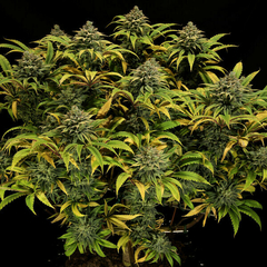 X3 GREEN GELATO FOTO FEM (3 semillas)