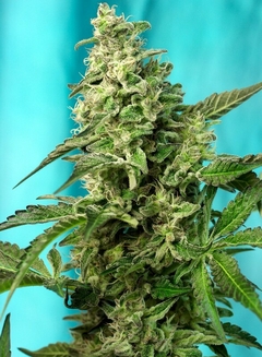 fotop. GREEN POISON F1 - FLORACION RAPIDA (4 semillas)