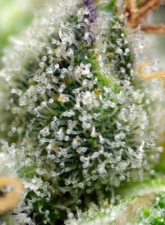 fotop. GREEN POISON F1 - FLORACION RAPIDA (4 semillas) en internet