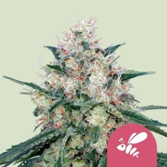 X3 HONEY CREAM - FAST FLOWERING - FOTO FEM (3 semillas)