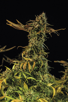 X3 BLUEBERRY HEADBAND FOTO FEM (3 semillas) en internet