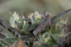 X3 BLUEBERRY HEADBAND FOTO FEM (3 semillas) - comprar online