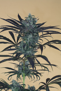 X3 BLUEBERRY HEADBAND FOTO FEM (3 semillas)