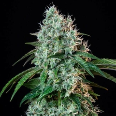 X3 HULKBERRY FOTO FEM (3 semillas)