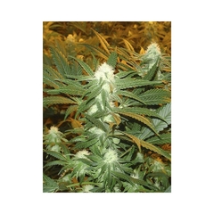 Fotop. JAMAICAN DREAM (4 semillas) - comprar online