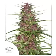 x10 PURPLE #1 FOTO FEM (10 semillas)