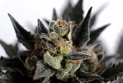 AUTO. LEMON HAZE (5 semillas) - comprar online