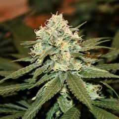 X3 LEMON SILVER SHINING HAZE FOTO FEM (3 semillas) - comprar online