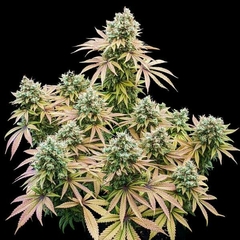 X3 LEMON SILVER SHINING HAZE FOTO FEM (3 semillas)