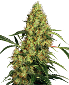 Fotop. MEXICAN SATIVA (3 semillas)