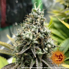 Fotop. PINEAPPLE CHUNK (3 semillas) - comprar online