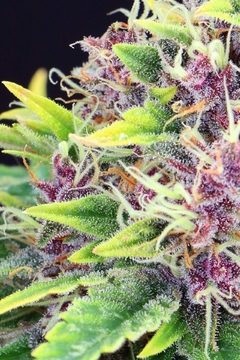 Fotop. PURPLE KUSH (5 semillas) - comprar online