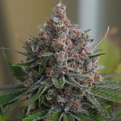 X3 PURPLE QUEEN FOTO FEM (3 semillas)